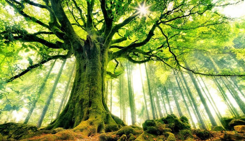 Beginners tips and guide to tree photography