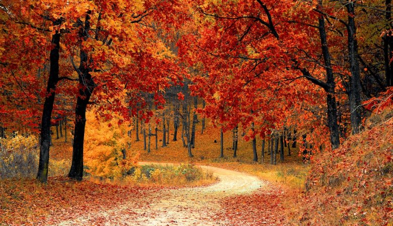 Tips for Photographing Fall Colors