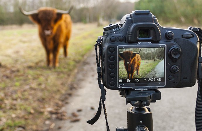 examples of framing in photography