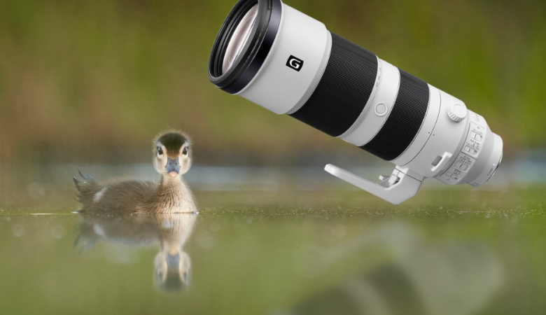 Sony 200-600mm Review : What Makes It a Wildlife Powerhouse